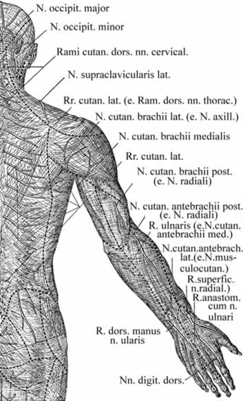 Рис. 4. Области распространения кожных нервов верхней конечности (правой, тыльная поверхность) по H.K.Corning. 