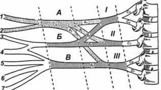 Рис.2. Схема плечевого сплетения (по С.И. Карчикяну)